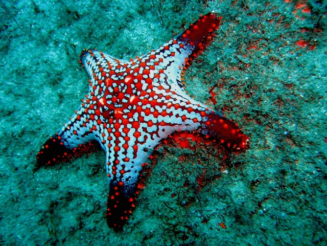  Starfish 